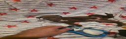 Mixed Breed dogs for sale: Mixed Breed 9 - Ad 4