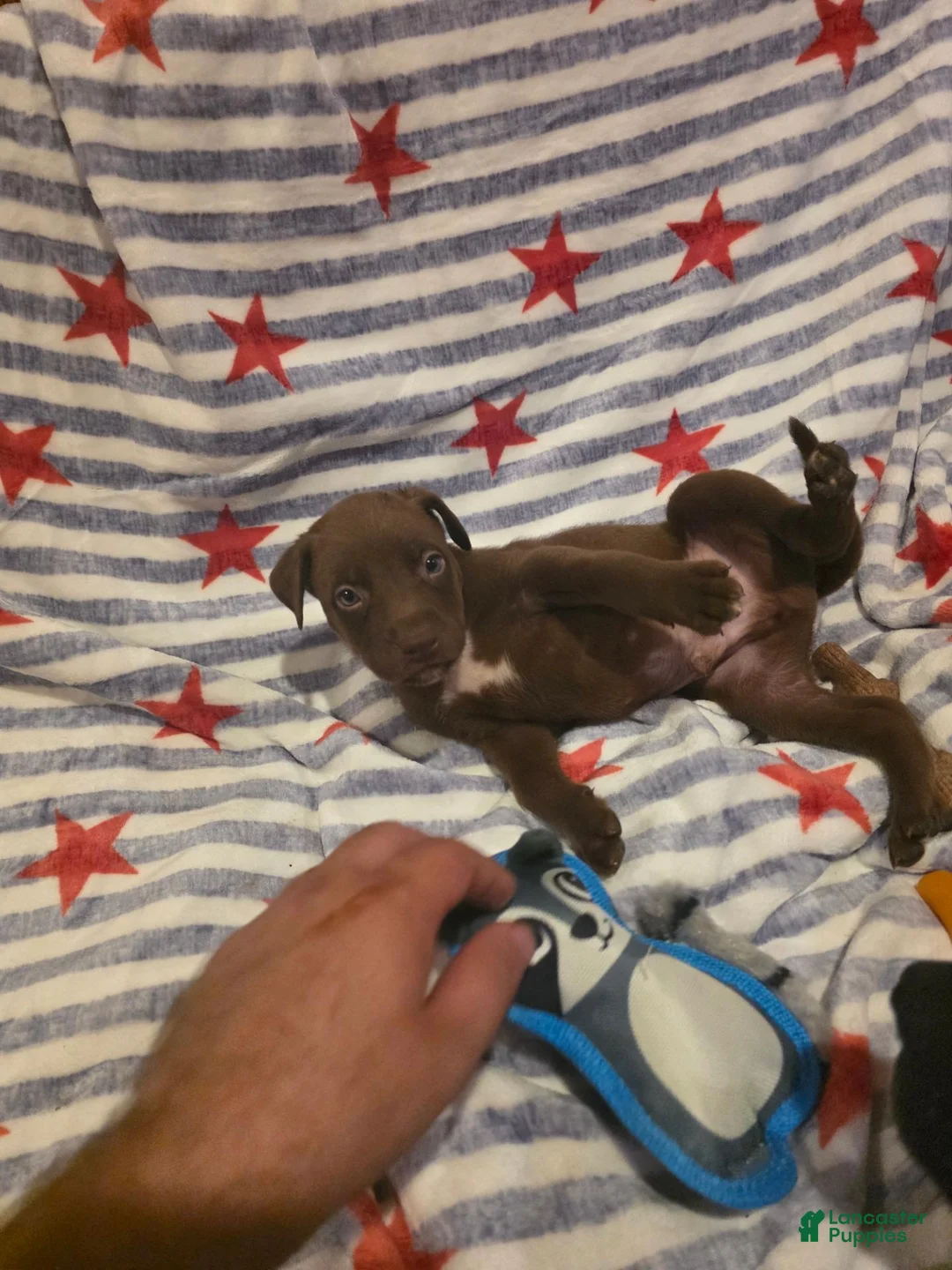 Mixed Breed dogs for sale: Mixed Breed 9 - Ad 4