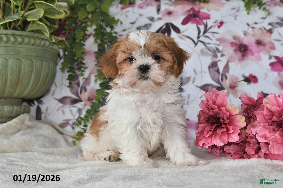 Shih Tzu dogs for sale: Ricky - Ad 5