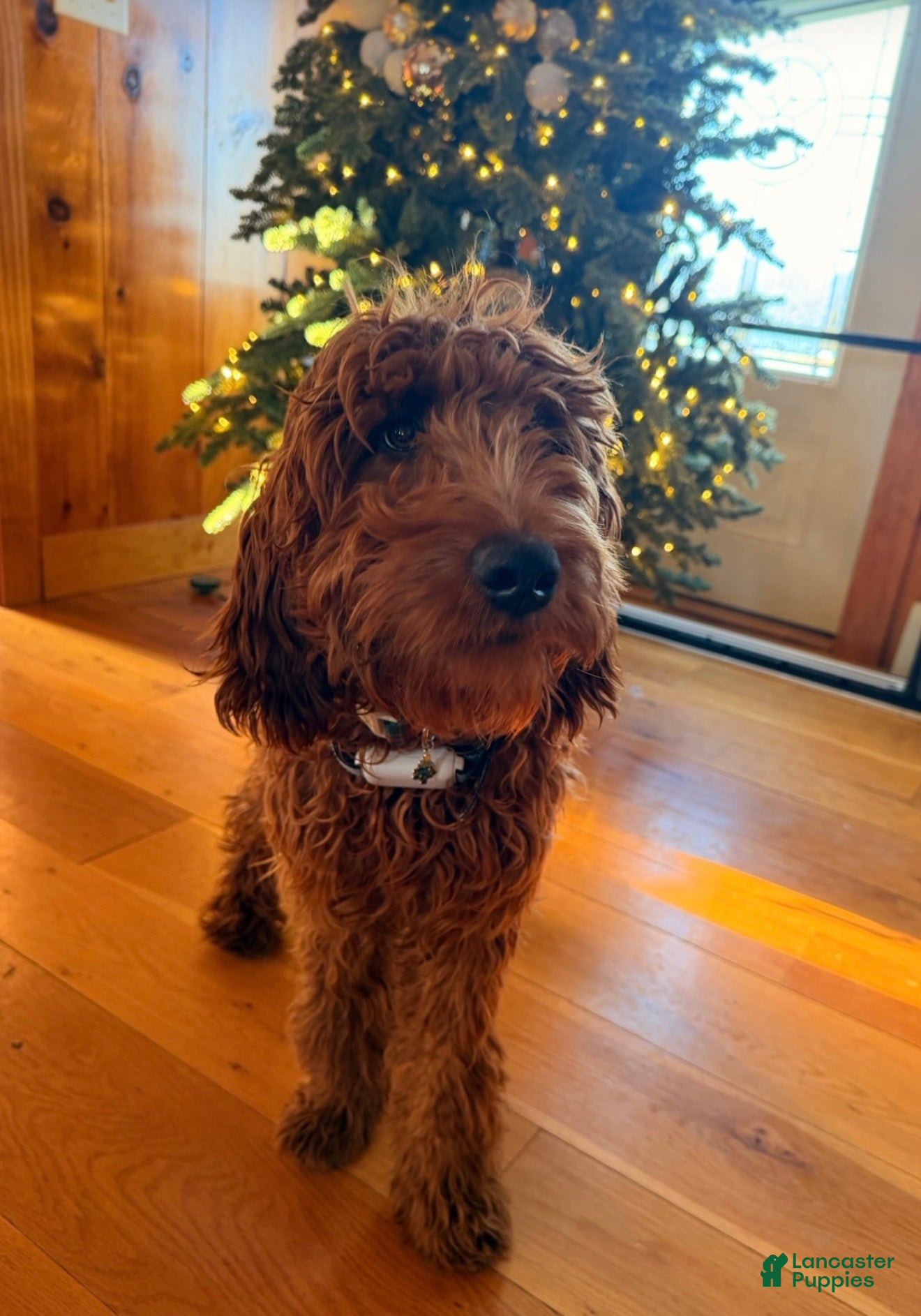 Irish Doodle dogs Irish Doodle Puppy 1 - Ad 1