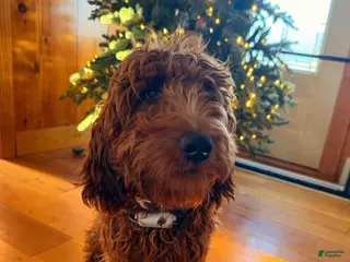 Irish Doodle dogs Irish Doodle Puppy 1 - Ad 5