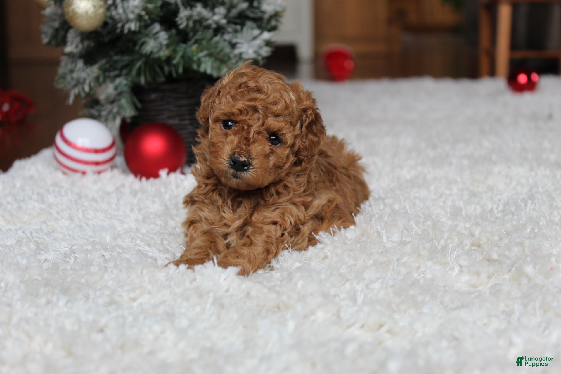 Toy Poodle dogs Camelia - Ad 4