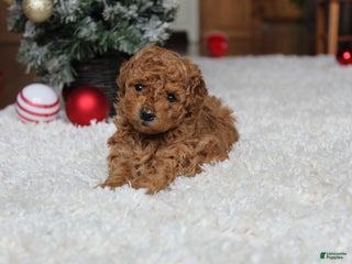 Toy Poodle dogs Camelia - Ad 40