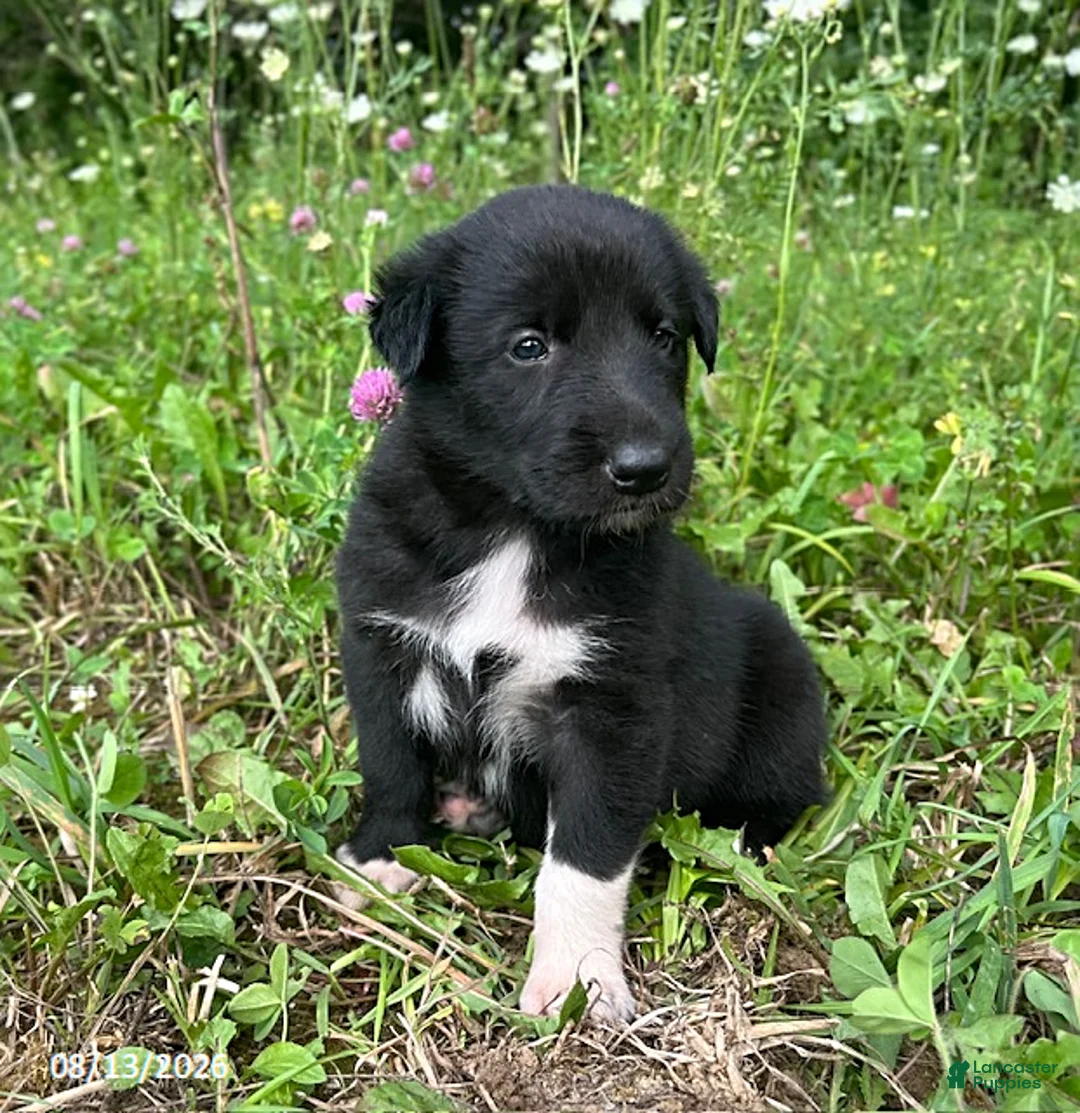 Mixed Breed dogs for sale: Bryce - Ad 5