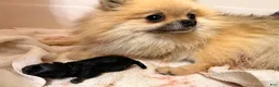 Pomeranian dogs for sale: Luke - Ad 2