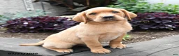 Labrador Retriever dogs for sale: Wren - Ad 5