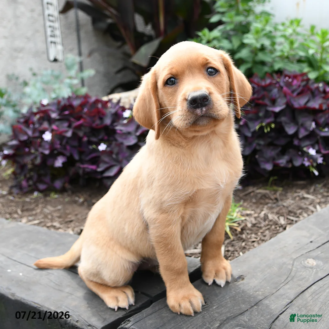 Labrador Retriever dogs for sale: Wren - Ad 5