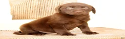 Labrador Retriever dogs for sale: Oscar - Ad 9