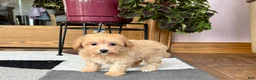 Maltipoo dogs for sale: Marty - Ad 8