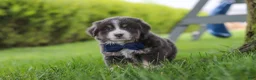 Miniature Australian Shepherd dogs for sale: Buddy - Ad 5