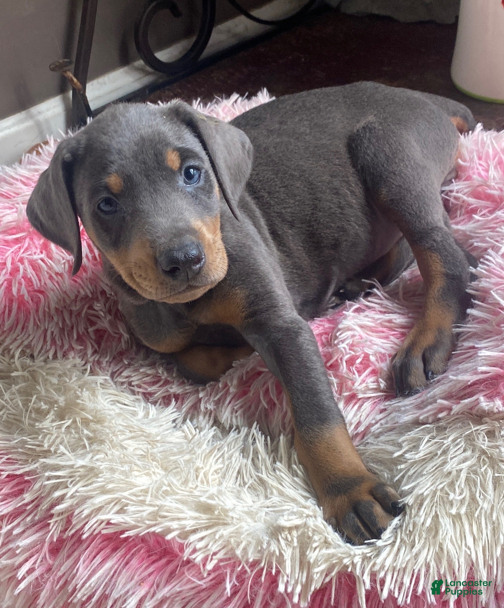 Doberman Pinscher dogs Bandit  - Ad 37