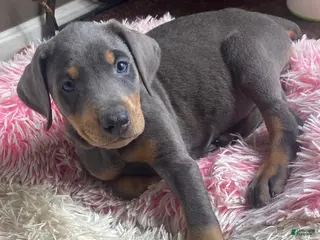 Doberman Pinscher dogs Bandit - Ad 37