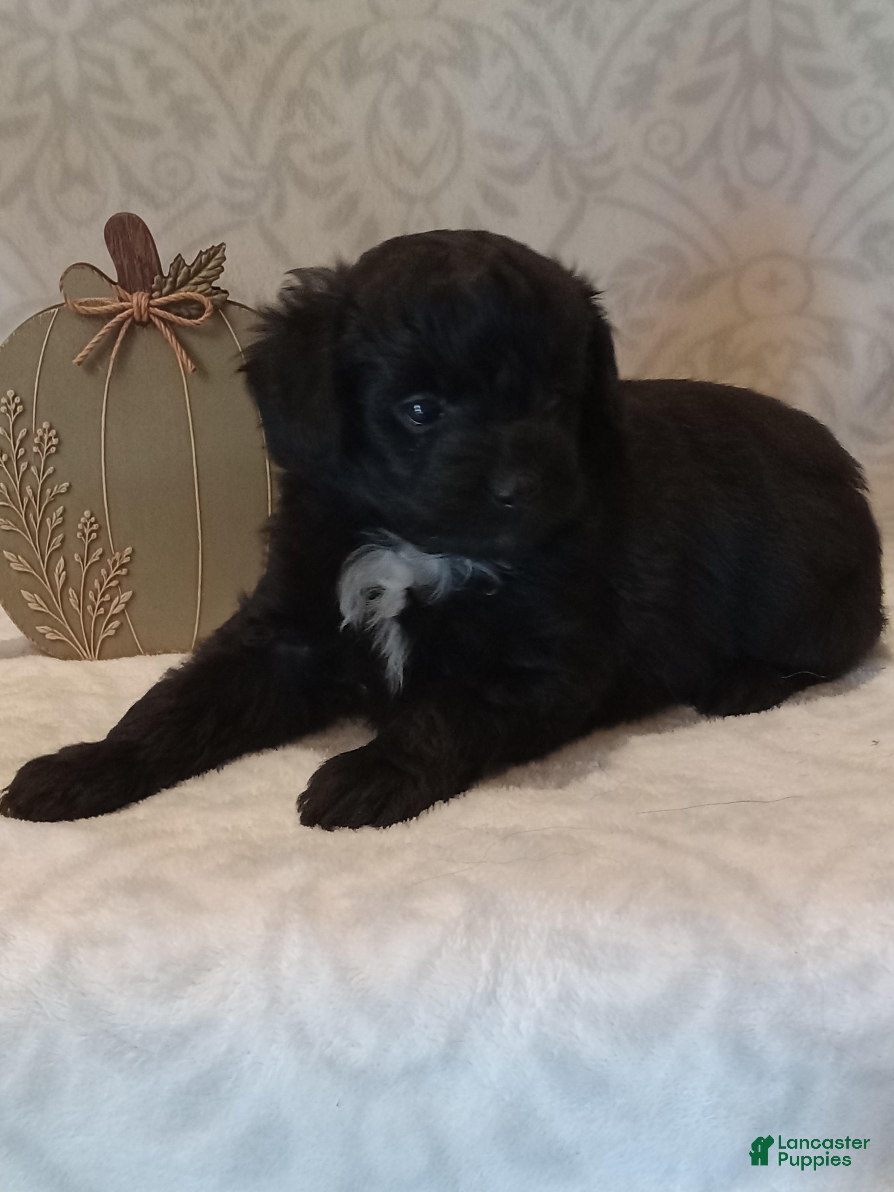 Isaiah (Mixed breed, Male) in Milford, IN