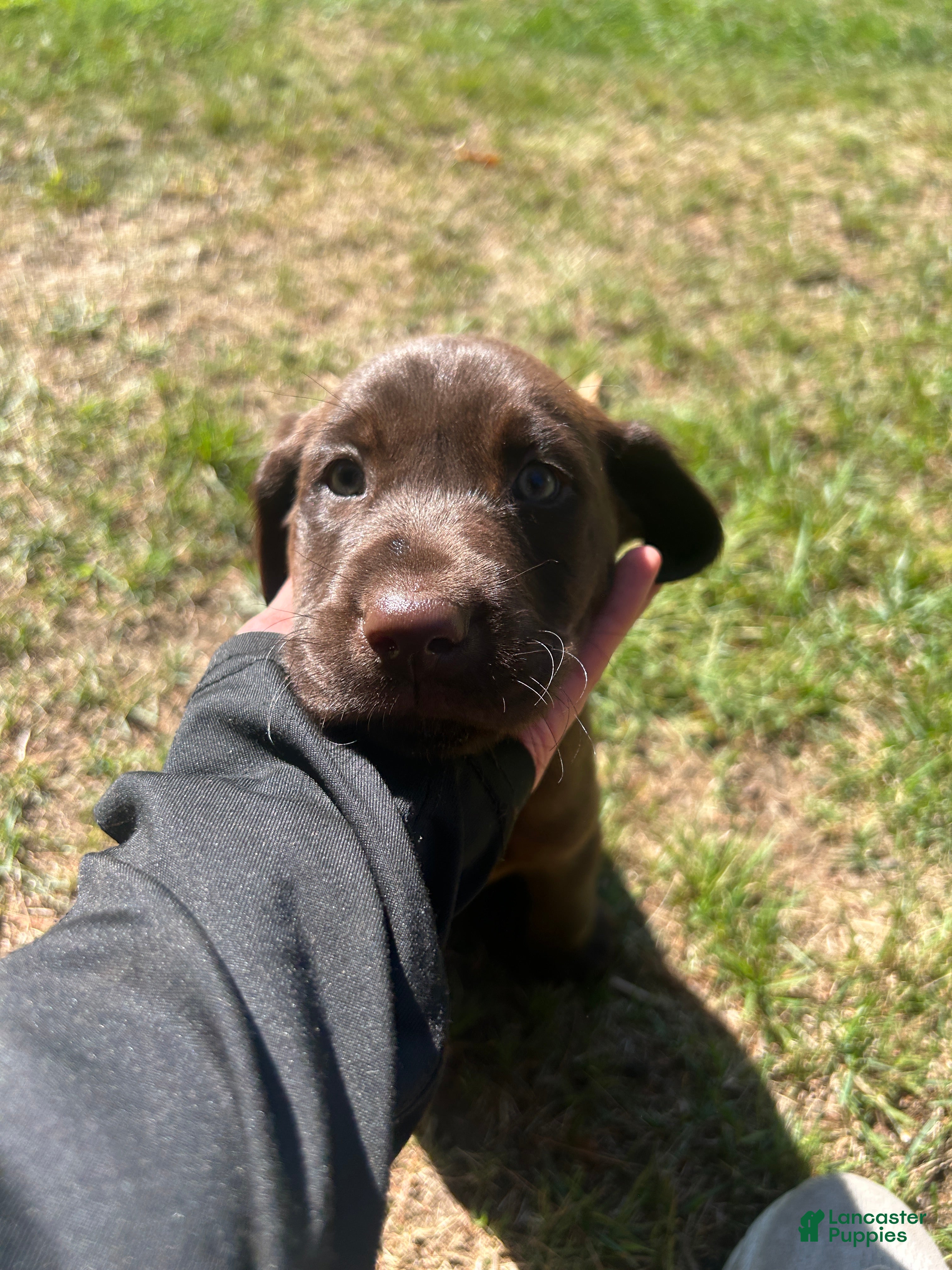 Labrador Retriever dogs Lisa - Ad 17