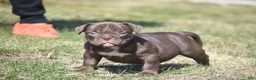 American Bully dogs for sale: American Bully Puppy 5 - Ad 1