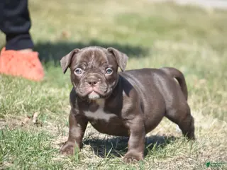American Bully dogs for sale: American Bully Puppy 5 - Ad 2