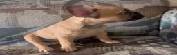 French Bulldog dogs for sale: LIZZIE - FAWN CUTIE in CALI, USA DElIVERY & FINANCING OPTIONS! - Ad 3