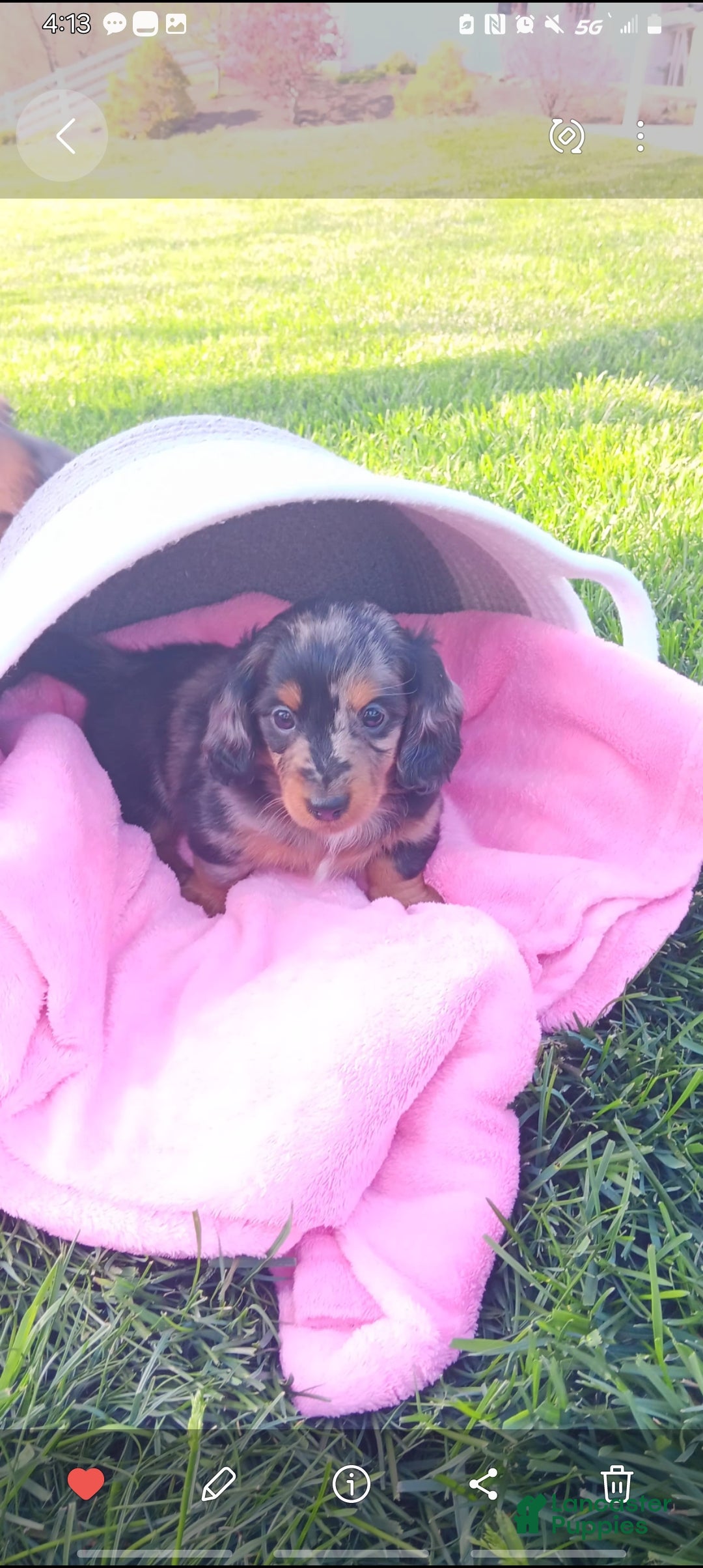 Dachshund dogs Jenna - Ad 1
