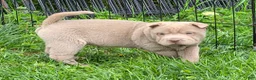 Shar Pei dogs for sale: Layla mini lilac  - Ad 4