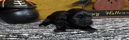 Pekapoo dogs for sale: Pekapoo 2 - Ad 2
