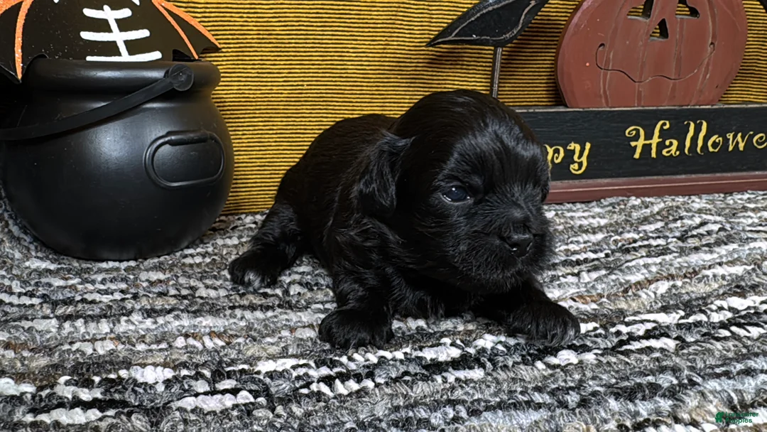 Pekapoo dogs for sale: Pekapoo 2 - Ad 2