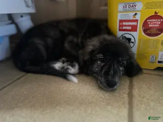 Mixed Breed dogs Mutt - Ad 11