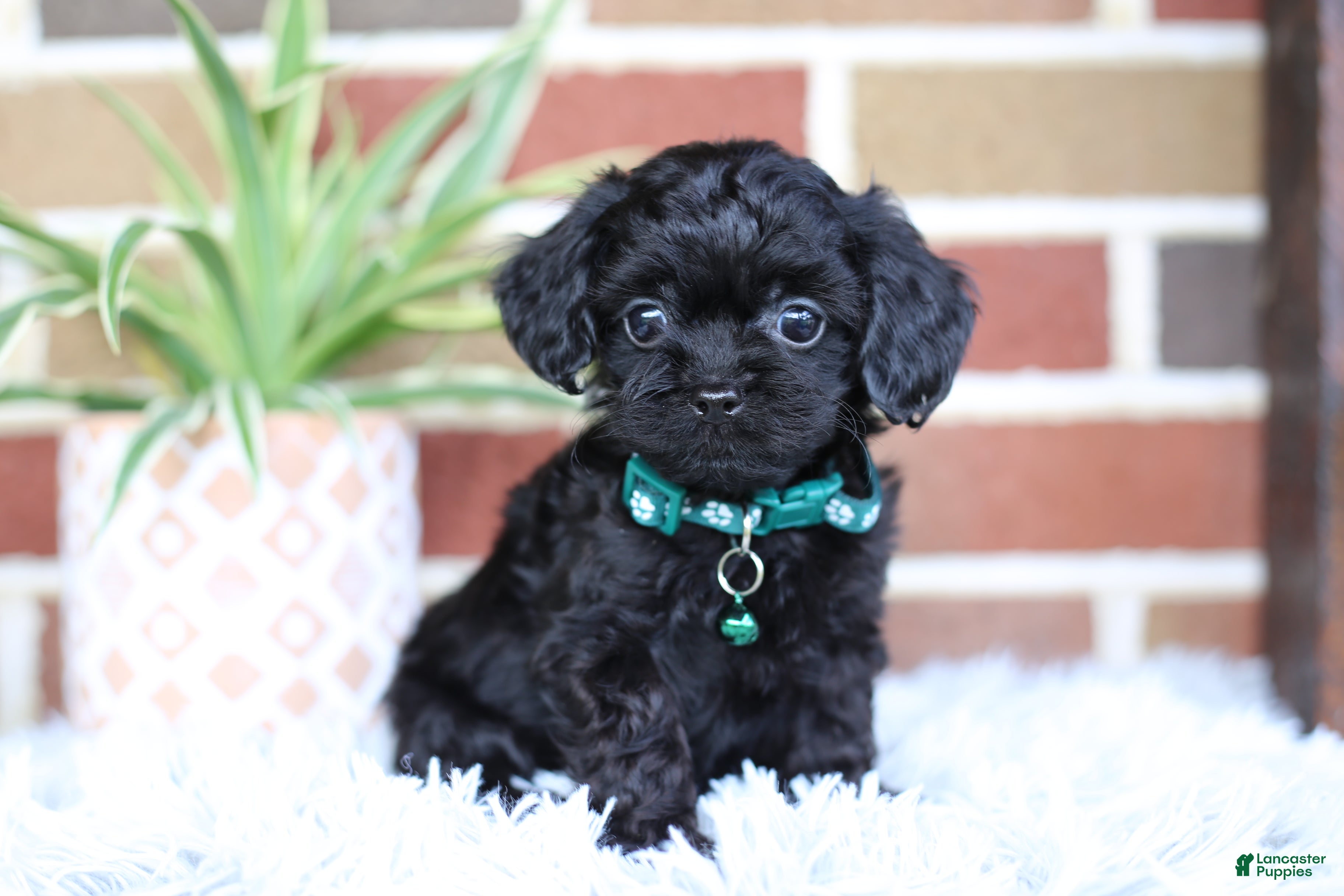 Cavapoo dogs Button - Ad 1