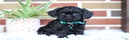 Cavapoo dogs for sale: Button - Ad 1