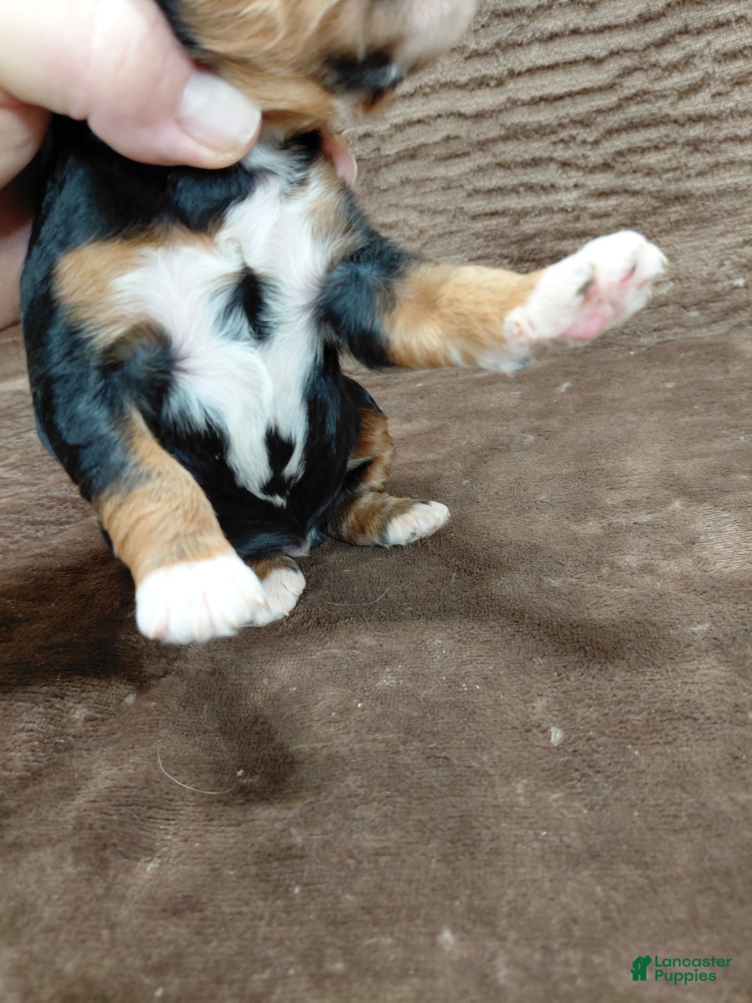 Bernedoodle dogs for sale: Bandit - Ad 2