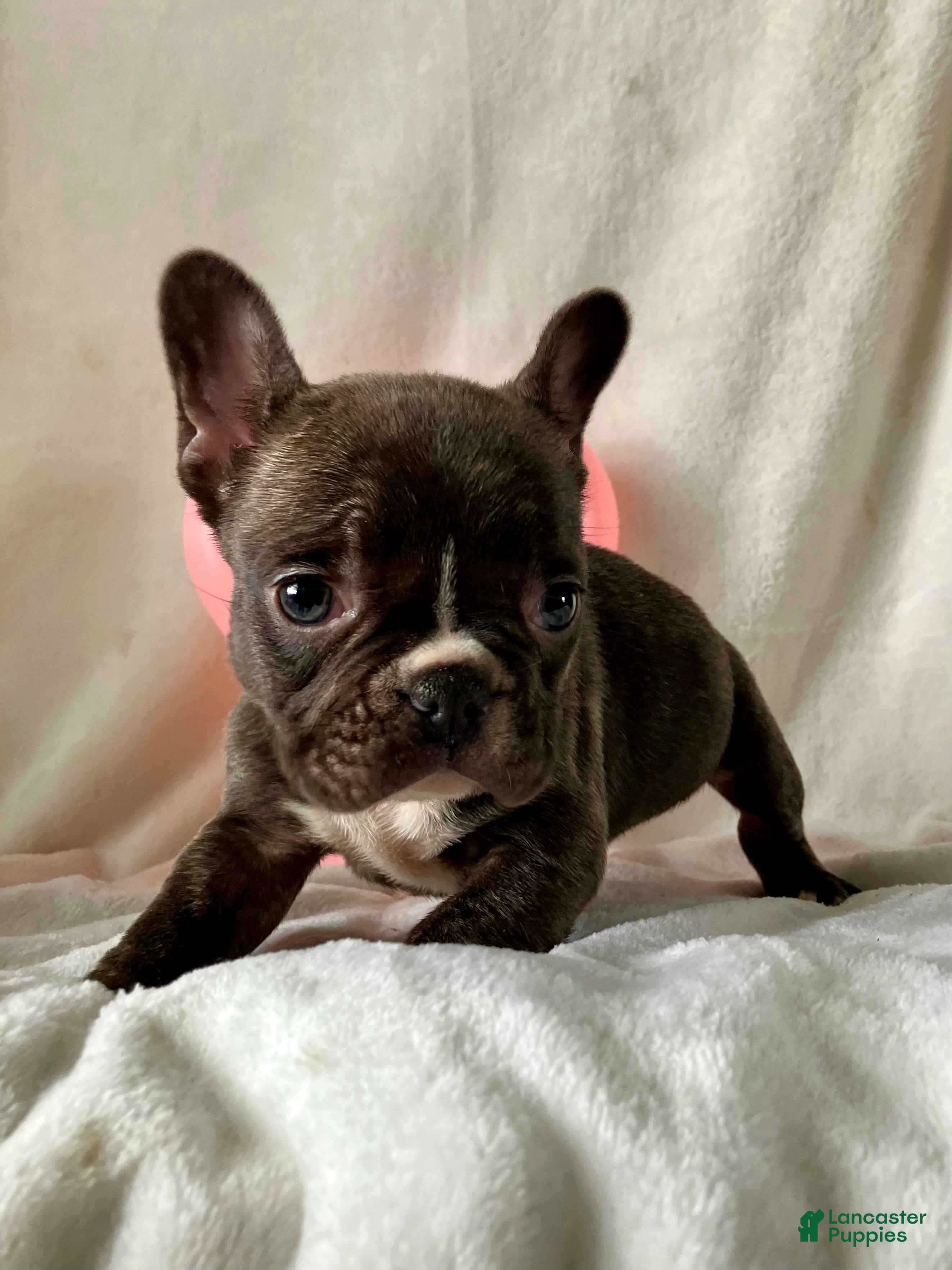 French Bulldog dogs Pixie - Ad 2