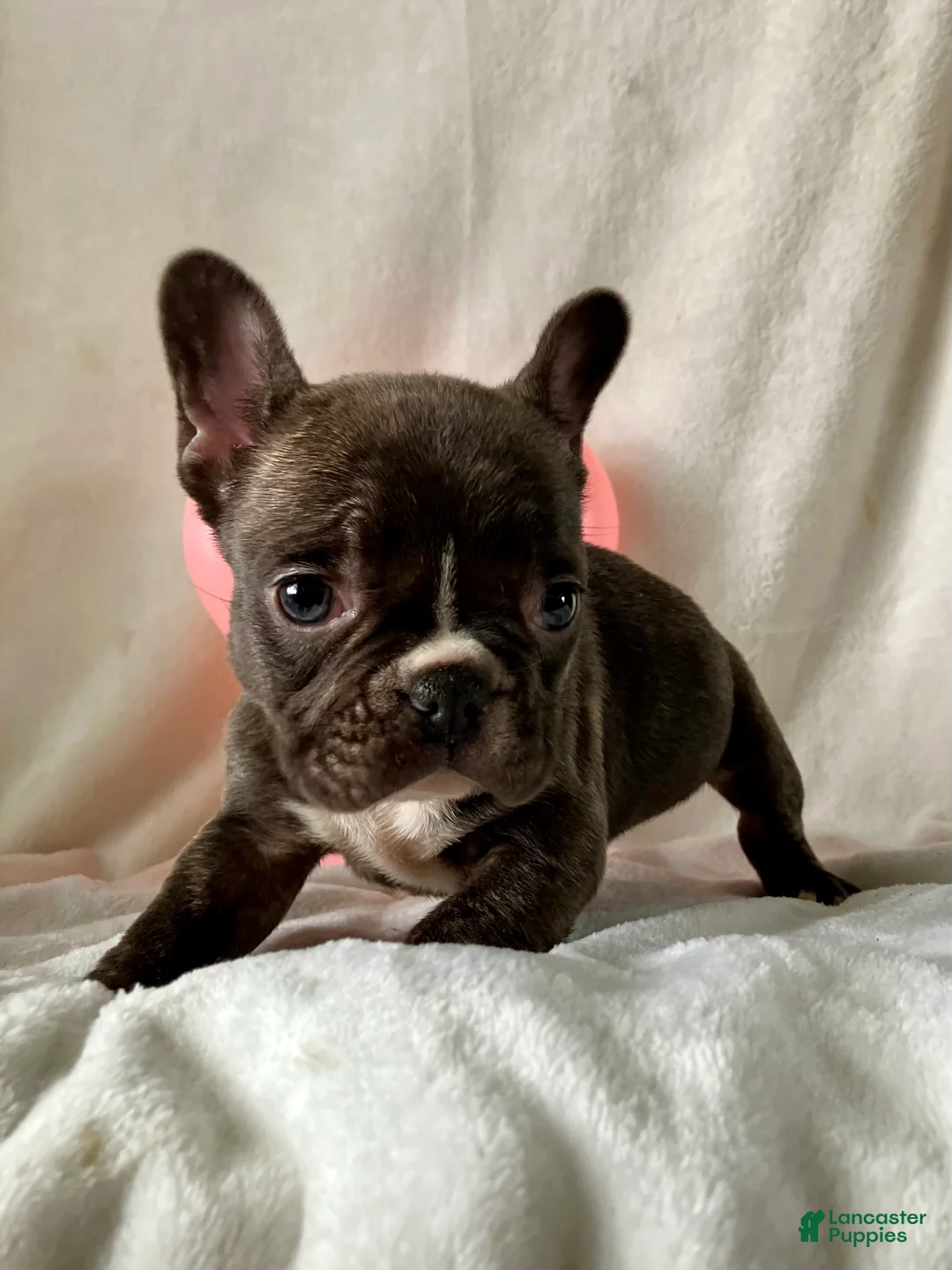 French Bulldog dogs for sale: Pixie - Ad 2