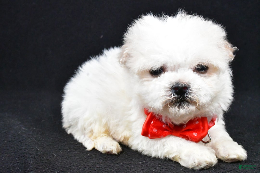 Havanese dogs for sale: Carson - Ad 1