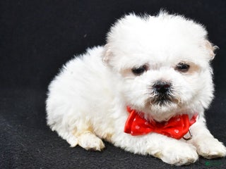 Havanese dogs Carson - Ad 31