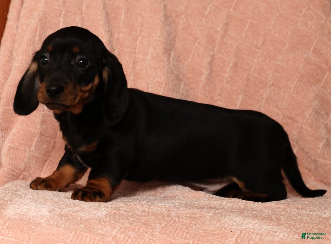 Miniature Dachshund dogs for sale: Rudolph - Ad 6