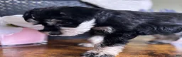 Miniature Schnauzer dogs for sale: Roxy - Ad 11