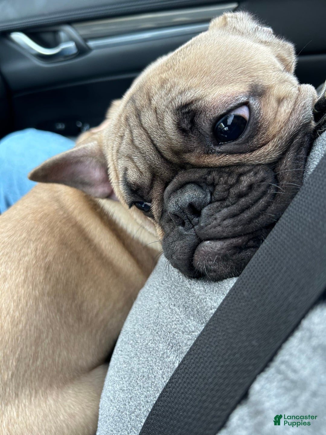 Gallery Image {{count}}