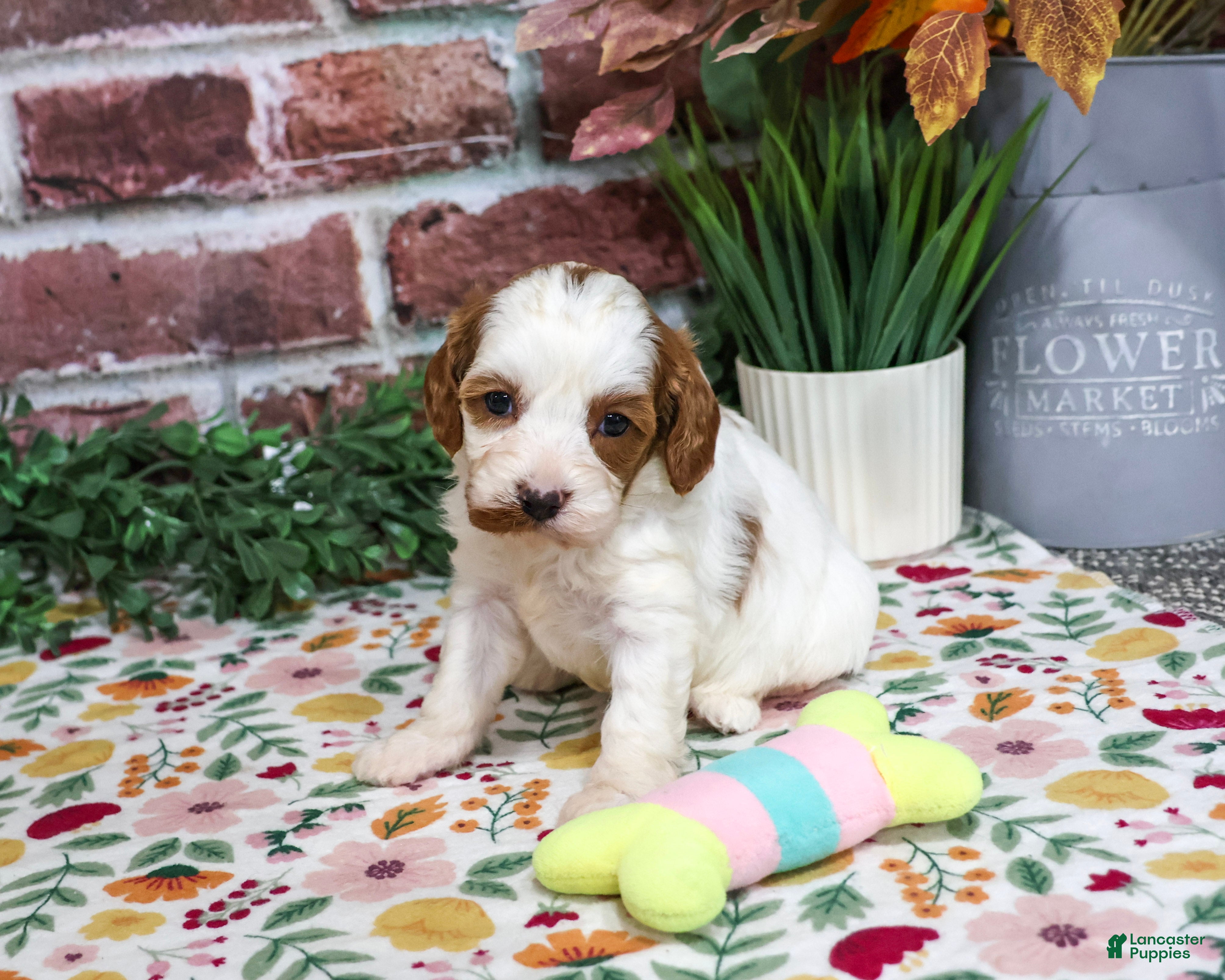 Cavapoo dogs for sale: Alexa - Ad 2