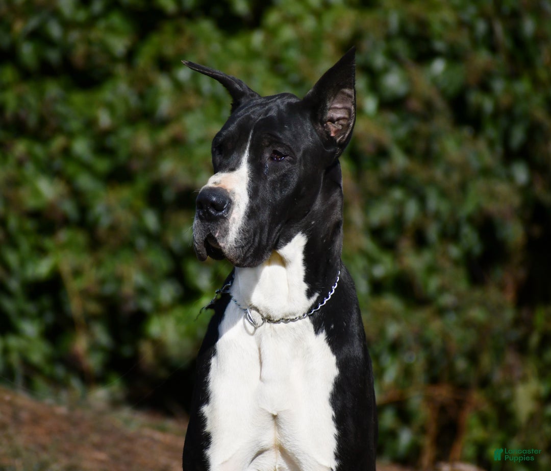 Great Dane dogs for sale: Cash - Ad 3