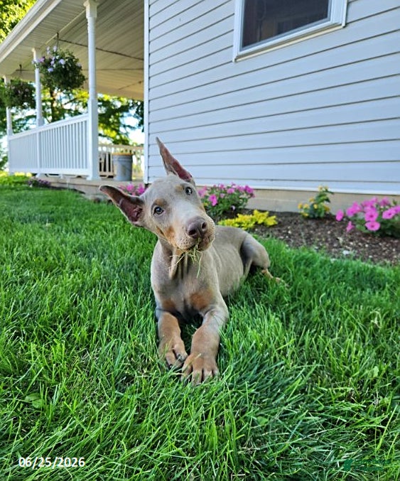 Doberman Pinscher dogs Griffin - Ad 2