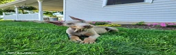 Doberman Pinscher dogs for sale: Griffin - Ad 2