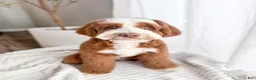 Bernedoodle dogs for sale: Champ - Ad 4