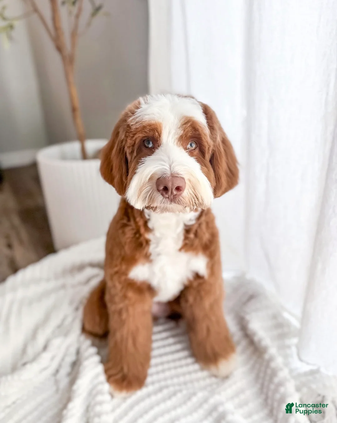 Bernedoodle dogs for sale: Champ - Ad 4