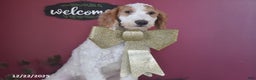 Goldendoodle dogs for sale: Garrett - Ad 5
