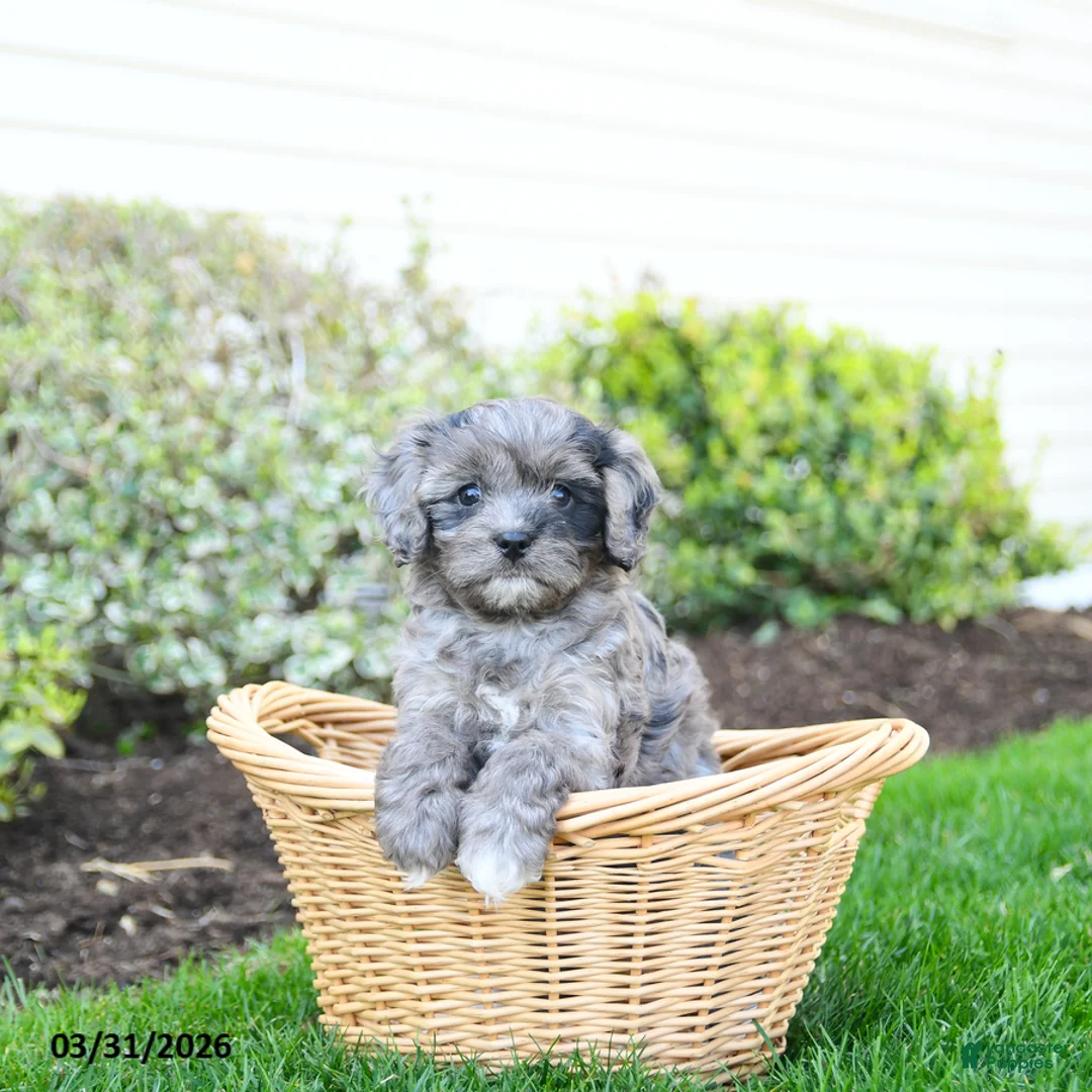 Cavapoo dogs for sale: Blueberry - Ad 2