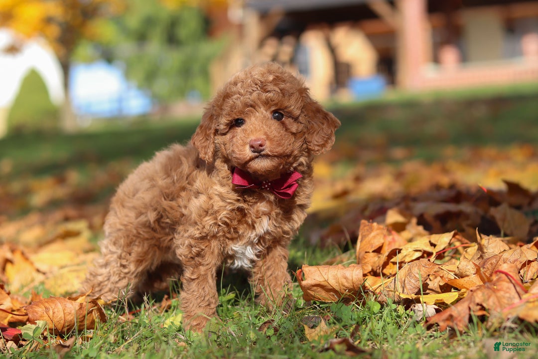 Miniature Poodle dogs for sale: Stitch - Ad 2
