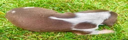 Beagle dogs for sale: Miss pink - Ad 7