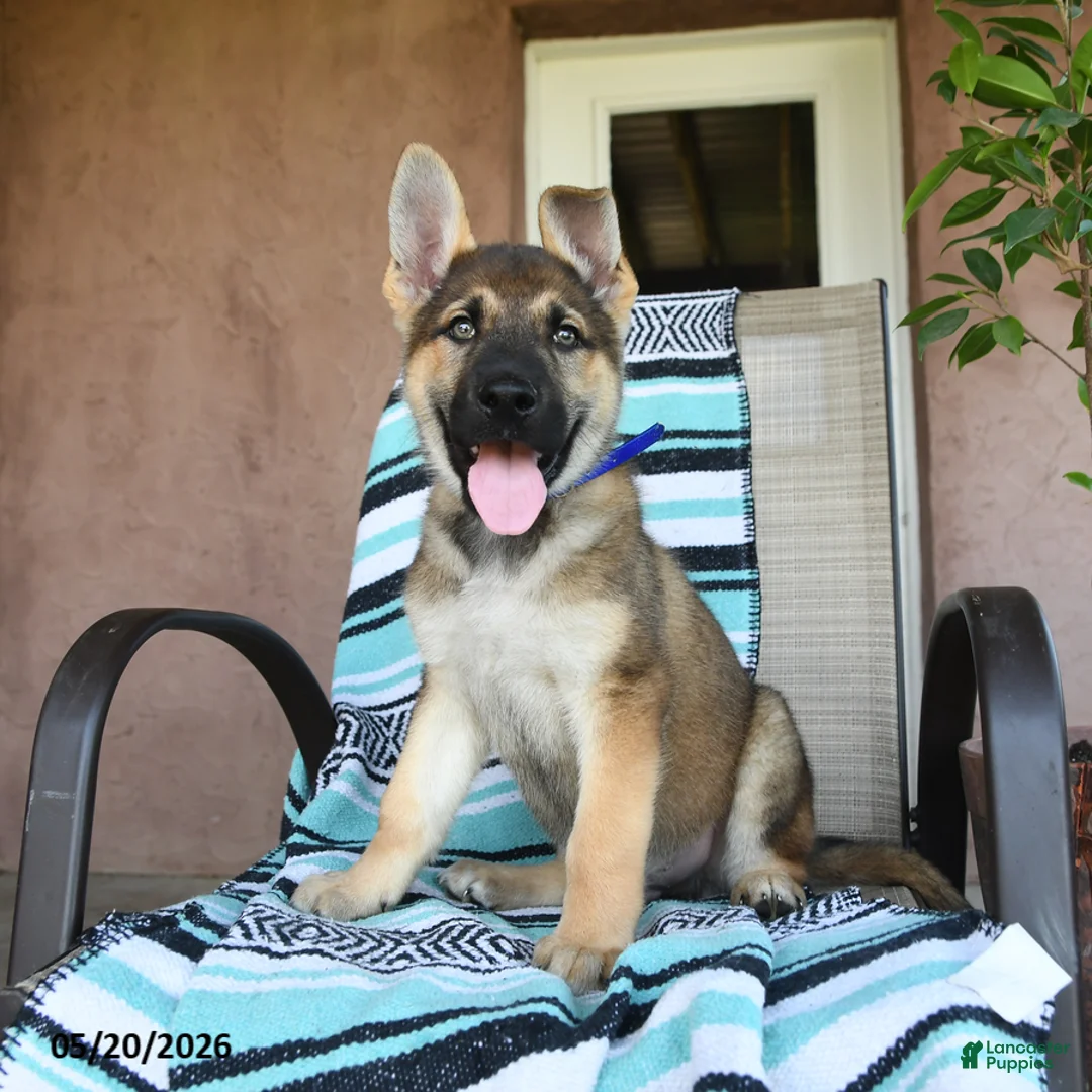German Shepherd dogs for sale: Gerald - Ad 1