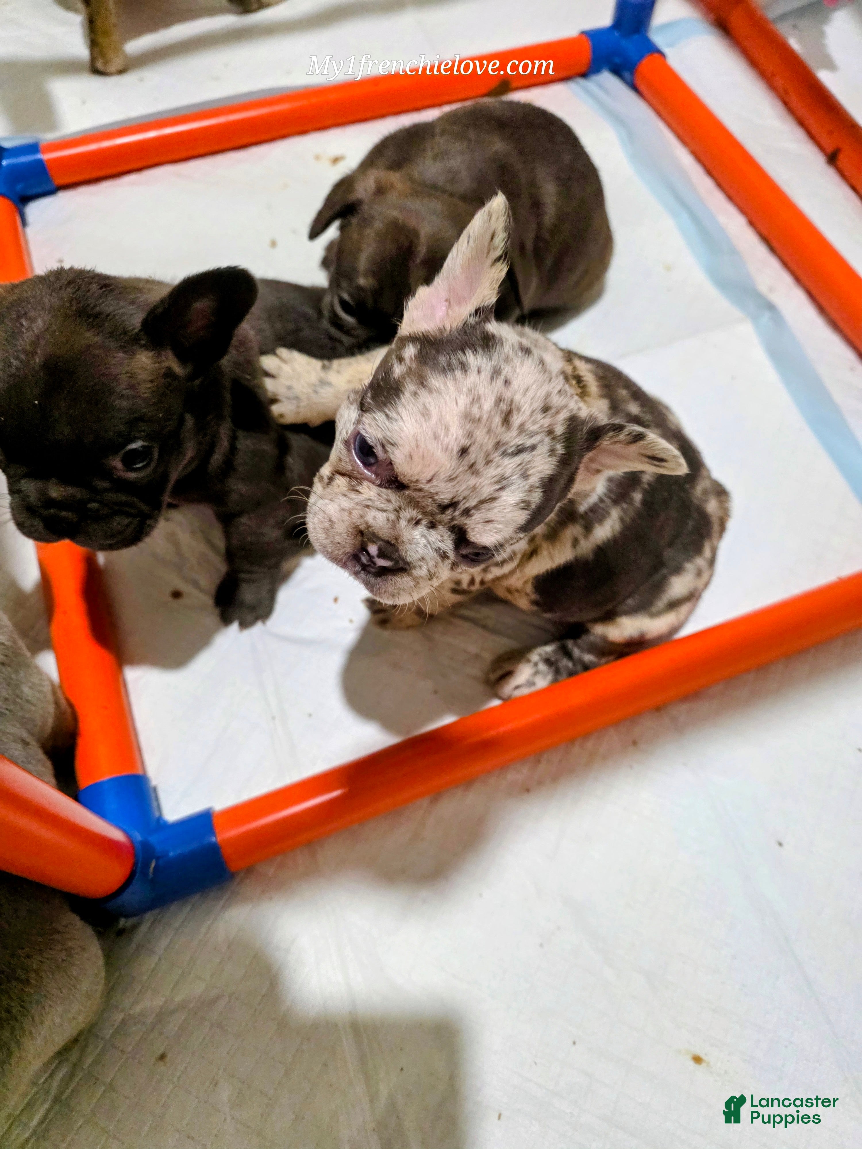 French Bulldog dogs Hershey Kisses - Ad 1