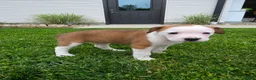 Mixed Breed dogs for sale: Layla - Ad 6