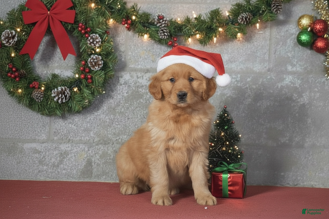 Golden Retriever dogs for sale: Darla - Ad 1